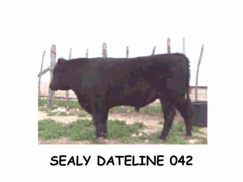 SEALY%20DATELINE%20042.jpg (9926 bytes)