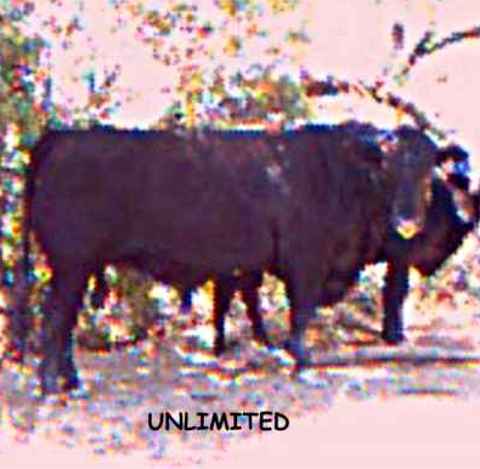 ULIMITED%201.jpg (22199 bytes)