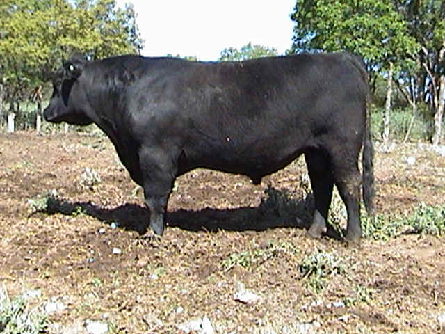 WK MOONSHINE 2591.jpg (137163 bytes)