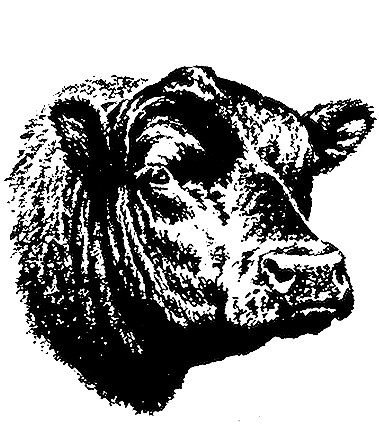 bull_head.jpg (67640 bytes)