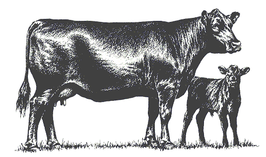 cow_calf_pair.gif (30687 bytes)